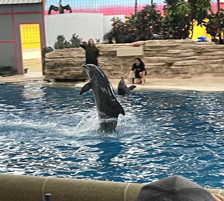 dolphin-shows-photo